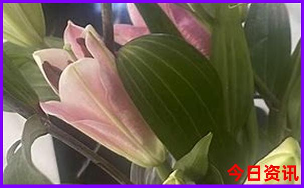 汪巷村荷花景点介绍